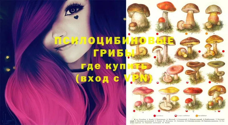 что такое   Новороссийск  Псилоцибиновые грибы Magic Shrooms 